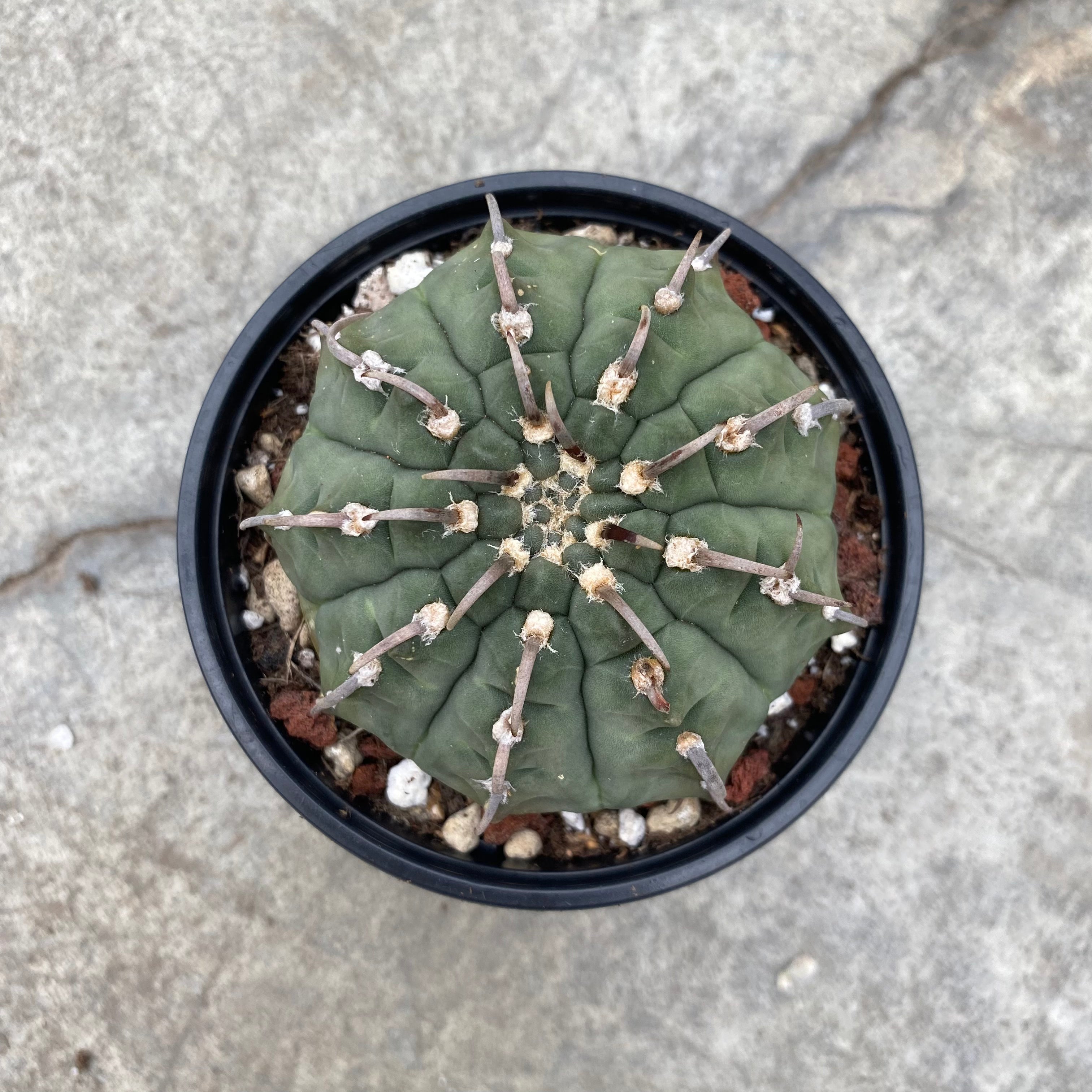 Gymnocalycium vatteri - Serres Lavoie