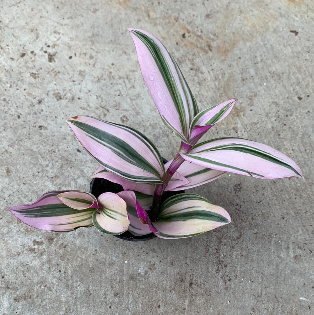 cerinthoides) variegata (smooth form) - 'Lilac' Plant Care: Water, Light,  Nutrients